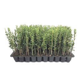 Sky Pencil Japanese Holly - 40 Live Plants - Ilex Crenata - Formal Low Maintenance Evergreen
