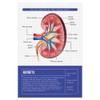 Quarterhouse Human Body Organs and Functions Poster Set, Science Classroom