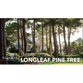 Longleaf Pine Tree | 30 Live Plants | Pinus Palustris | Fast Growing, Southern Yellow Evergreen, Ornamental Landscaping, Drought Tolerant, Native Habitat, Wildlife Friendly