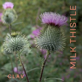 UD_Organic Milk Thistle & Artichoke Extract Complex  Rich in Silymarin & Bitters   Liver Support   Detox Supplement   120 Capsul