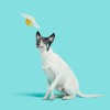 BARK Puppy Side Up Egg Dog Toy With Squeaker For