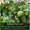 Akshit Organic Dried Guava Leaves, 7.8 oz, Hojas De Guayaba,
