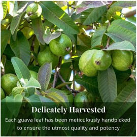 Akshit Organic Dried Guava Leaves, 7.8 oz, Hojas De Guayaba, Dried Guava Leaves, Loose Guava Leaf Tea, Gluten free, Guava Leaves Tea, Non Gmo.