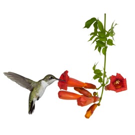 Earthcare Seeds Red Flowered Trumpet Vine 100 Seeds Campsis radicans - Heirloom