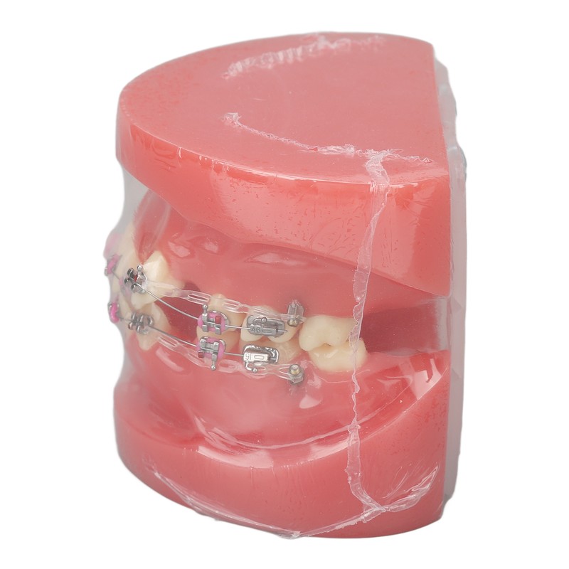Demonstration Orthodontics Dental Model Disassembled Resin Teeth Model for Teaching
