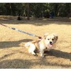 Yangbaga Dogs Shock Absorber, Elastic Buffer Extension leash with Bungee