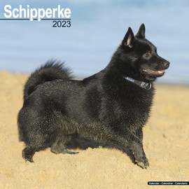 Schipperke 2023 Wall Calendar