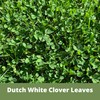 Flawn Seed Dutch White Clover Seed, 5 Lbs, Organic Coated,