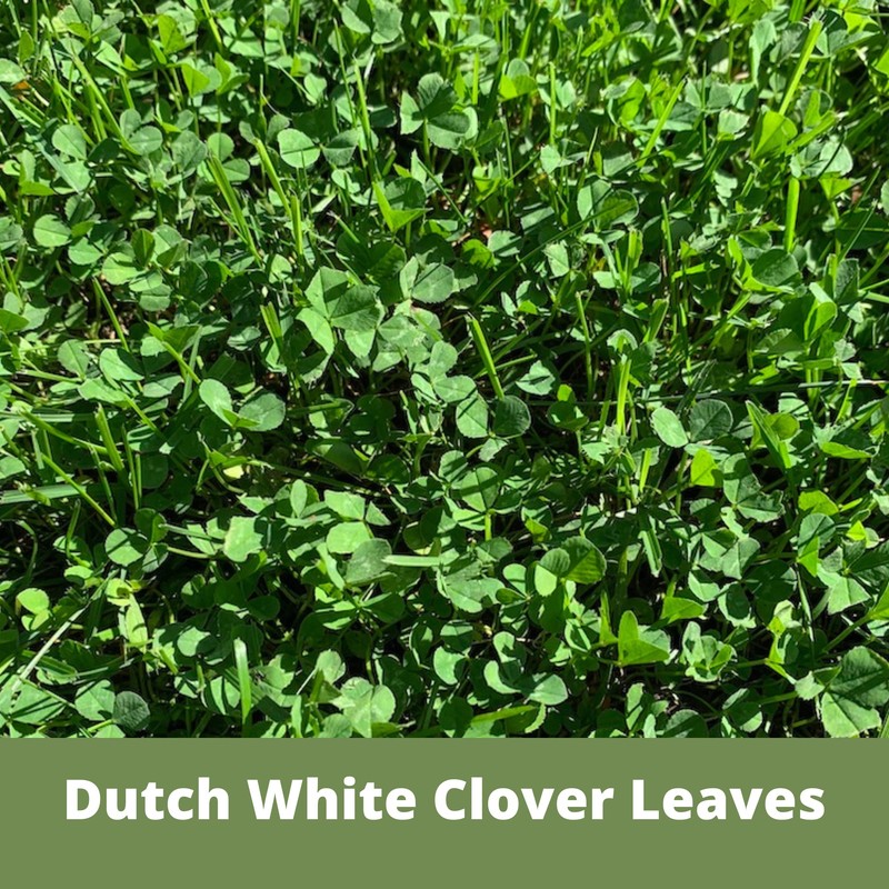 Flawn Seed Dutch White Clover Seed, 5 Lbs, Organic Coated,