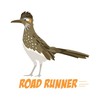 CafePress Road Runner Rectangle Car Bumper Magnet