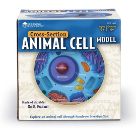 Learning Resources Cross-Section Animal Cell Model, Soft Foam, Early Biology, Classroom Teaching Aid, Grade 4+, Ages 9+