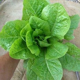Organic Jericho Lettuce Seeds - 1/4 LB ~100,000 Seeds - Organic, Heirloom, Open Pollinated, Non-GMO, Farm & Vegetable Gardening Seeds