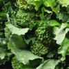 Broccoli Raab Heirloom Great Vegetable Seeds by Seed Kingdom Bulk