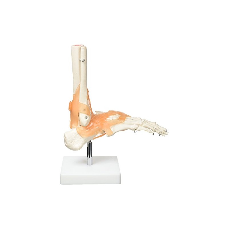 Real Patterson's Foot Joint with Ligaments