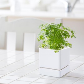 D'vine Dev 4 Inch Herb Planter Pot, Plastic Planter with Drainage Holes and Saucer, Modern Decorative Gardening Pot for Indoor Plants, Flowers, Herbs, Succulents, White, Set of 1, 76-Y-A-1