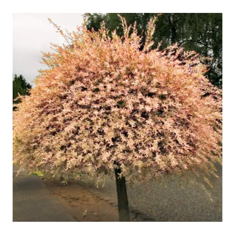 Shrub 2 Dappled Willow Trees/Shrubs - 6-12" Tall Seedlings -