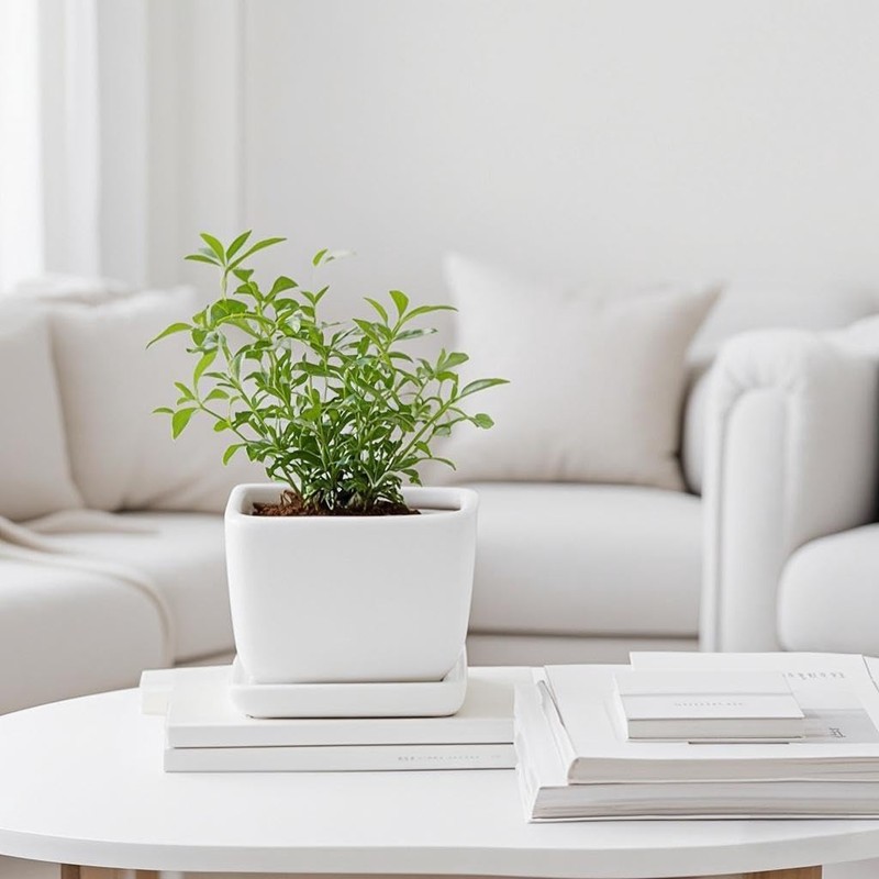 Square Plant Saucer 6 Inch 2 Pack，Plant Trays for Pots,