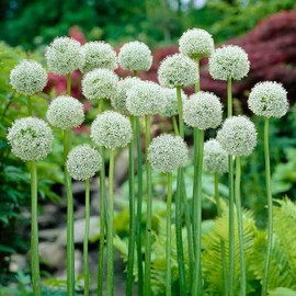Allium Bulbs (Giant) - White Giant - 10 Bulbs - White Flower Bulbs, Bulb Attracts Bees, Attracts Butterflies, Attracts Pollinators, Easy to Grow & Maintain, Fragrant, Container Garden