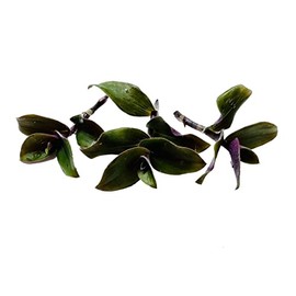 FOLIAGEMS No Root Plant cuttings from USKC (3pc Tradescantia blossfeldiana red Hill no Root cuttings)