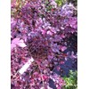 Crimson Fire™ Fringe Flower Loropetalum chinense VAR. rubrum 'PIILC-I' PP25534 | First Editions®