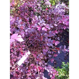 Crimson Fire™ Fringe Flower Loropetalum chinense VAR. rubrum 'PIILC-I' PP25534 | First Editions®
