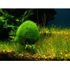 1~1.5 inch Marimo Moss 5 Balls Cladophora Live Aquarium Plant