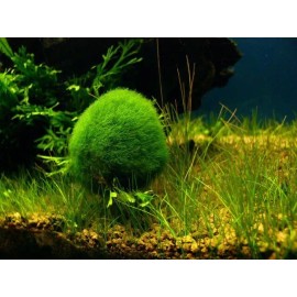 1~1.5 inch Marimo Moss 5 Balls Cladophora Live Aquarium Plant Fish Tank