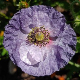 Poppy Shirley Amazing Grey - 15 Seeds - Papaver Rhoeas