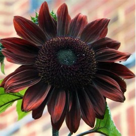 Sunflower 50+ Chocolate Cherry Sunflower Seeds -- Heirloom - Organic - NON GMO ------ RARE