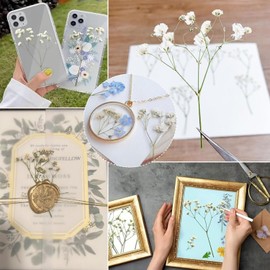 Natural Dried Flowers, Natural Dried Flowers for Crafts, Small Baby's Breath Flowers, Real Nature, Dried Flowers for Making DIY Jewellery, Nail Cards, Decorations (Pack of 48)