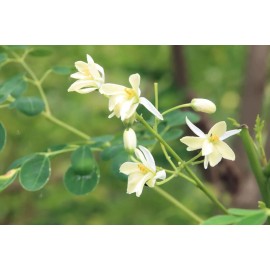 Buy Rare Seeds Moringa oleifera PKM1 | Drumstick & Horseradish & Benzoil Tree | 5_Seeds