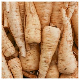 Everwilde Farms - 1 Oz Hollow Crown Parsnip Seeds - Gold Vault