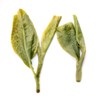 GOARTEA 50g / 1.76oz Supreme Xihu Longjing Dragon Well Dragonwell