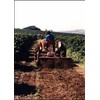 (Home Roasted Coffee Beans) Commercial Brazil Peaberry 2.2 lbs (1