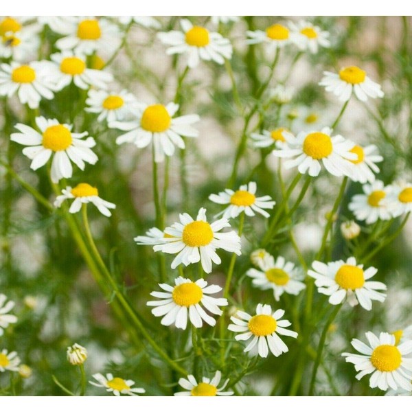 Chamomile Essential Oil and Fragrance Oil Blend (Size: 0.5 OZ
