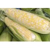 HSC Peaches & Cream SWEET Corn Seeds | Non-GMO |