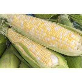 HSC Peaches & Cream SWEET Corn Seeds | Non-GMO | UNTREATED Garden Seeds - 30+