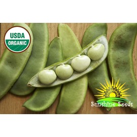Sunshine Seeds Thorogreen Baby Lima Bean Seeds (30) / ORGANIC / FLORIDA GROWN