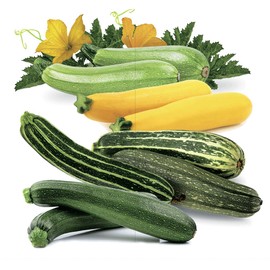 Seeds Zucchini Courgette Squash Summer Mix Heirloom Vegetable for Planting Non GMO
