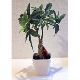 Kijapan KU Pakira Interior Green Artificial Flower House Plant Photocatalyst Fake Green (Total Length: 10.6 inches (27 cm), White Pottery, Square Pottery