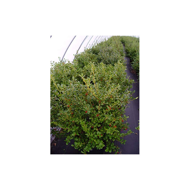 Ilex X meserveae 'China Girl' (Holly) Evergreen, 2 - Size