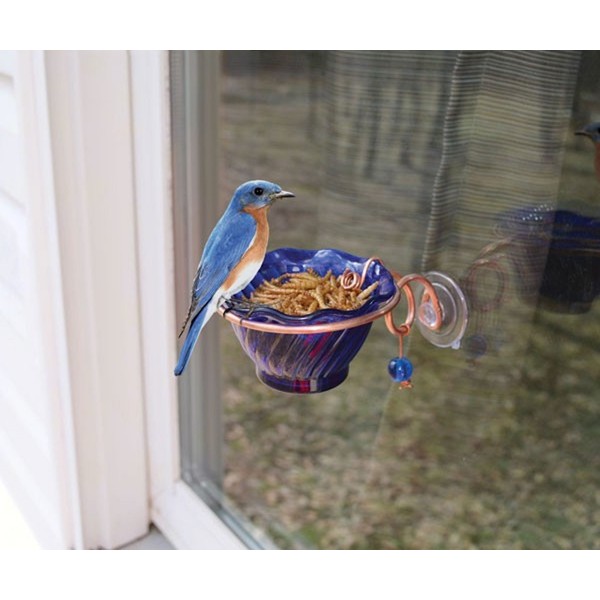 Songbird Essentials SEHHBBWF Copper Bluebird Mealworm Window Feeder (Set of