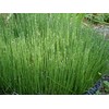 Horsetail Dried Leaves, Horsetail Herb (Cola De Caballo): 2 oz,