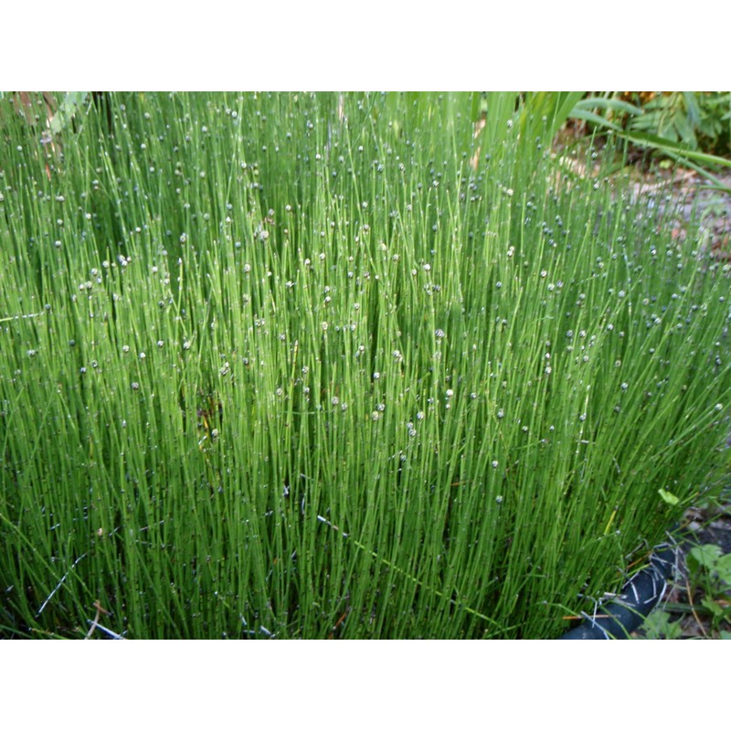 Horsetail Dried Leaves, Horsetail Herb (Cola De Caballo): 2 oz,