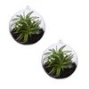 noTrash2003 Glaskugelvase zum Aufhängen und selbst bepflanzen - Pflanzen Terrarium