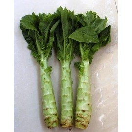 KIRA SEEDS - Seeds Asparagus Lettuce Celtuce - 65 Days for Salad - Heirloom Vegetable - GMO Free