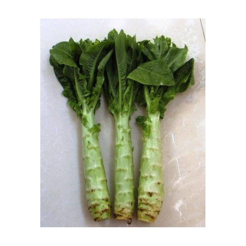 KIRA SEEDS - Seeds Asparagus Lettuce Celtuce - 65 Days