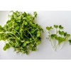 Hundredfold Green Wave Mustard Vegetable 1000 Seeds Non-GMO Microgreens, Asian