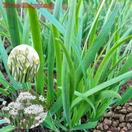 Treevale Garlic Chive Seeds | Allium Tuberosum, Chinese Chive, Chinese Leek SEEDS - 400 Seeds  No Tracking
