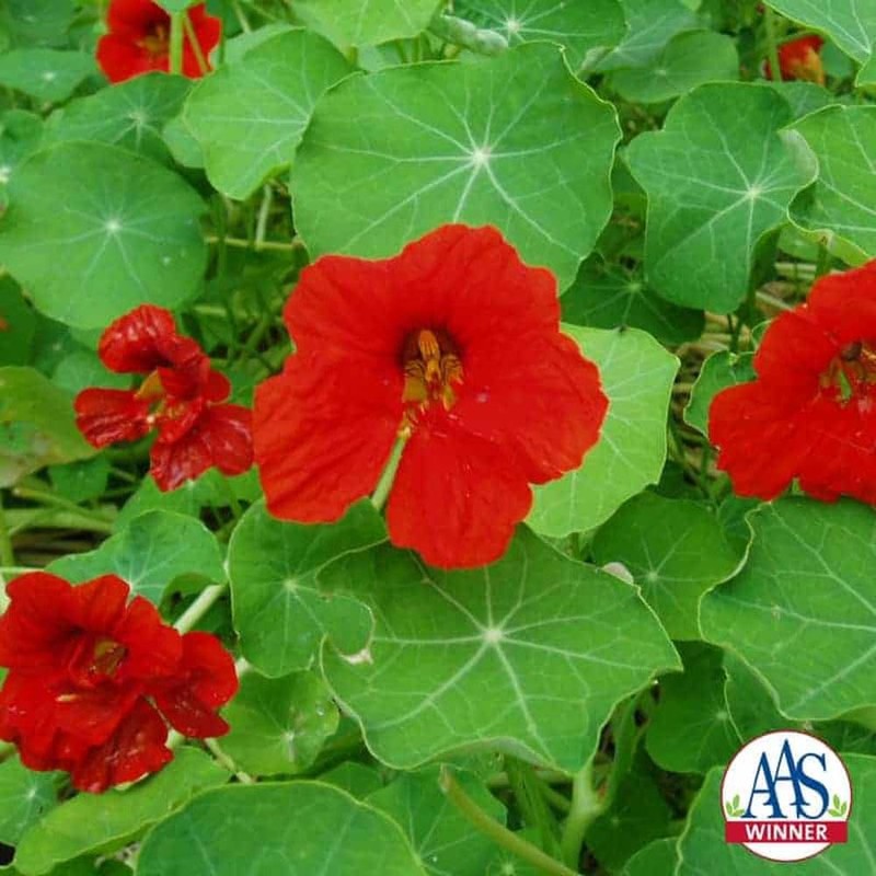 Outsidepride Double Gleam Scarlet Nasturtium Seeds - 200 pcs Annual,